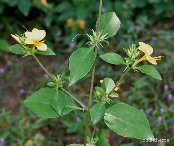 Barleria prionitis fullplant2.jpg